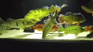 peacock bass with stingray leopoldi [upl. by Aititil]