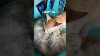 Orange cats are thirsty af cat music cute kitten cuteanimal catlover [upl. by Ssegrub]