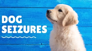 Veterinarian Explains Seizures in Dogs  episode 1 [upl. by Aivatnuahs]