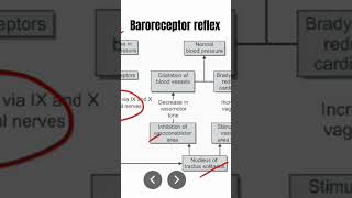 Baroreceptor reflex [upl. by Nnylakcaj]