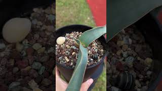 Welwitschia mirabilis 16 months seedling [upl. by Nuyh]