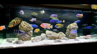 Mixed AfricanAmerican Cichlid Tank  238 Gallon [upl. by Atthia18]