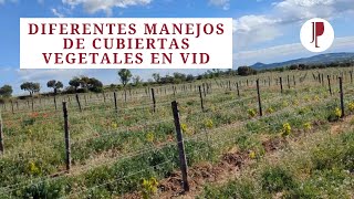 Diferentes manejos de cubiertas vegetales en vid [upl. by Ahsets]