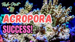 Acropora Success in Your Reef Tank [upl. by Ynehteb]