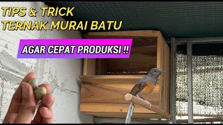 CARA TERNAK MURAI BATU UNTUK PEMULA AGAR CEPAT PRODUKSI   Part I [upl. by Ahsilram411]