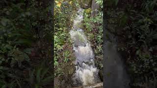 Creeks flowing strong in the Redwoods [upl. by Thornton]