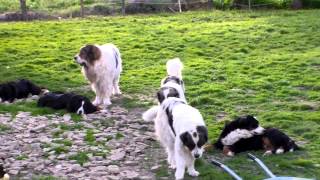 Nos chiens  Matin des Pyrénées  bouvier bernois [upl. by Uamak]