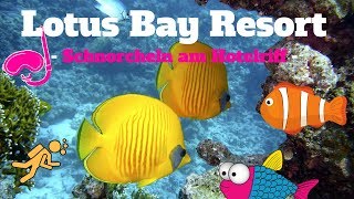 SNORKELING LOTUS BAY RESORT SAFAGA I Schnorcheln am Hausriff  was gibt es zu sehen [upl. by Sirois]