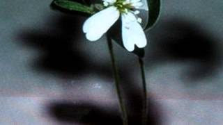 Silene stenophylla russian scientists 30000 YR OLD PLANT GROWN FROM FROZEN SEEDS SCIENCE NEWS [upl. by Dickinson]