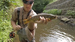 Urban trout on the worlds lightest fly rod [upl. by Harlie308]