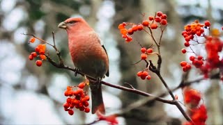 Pine Grosbeak fruiteating bird an impressive masterpiece of northern Eurasia and North America [upl. by Roxana]