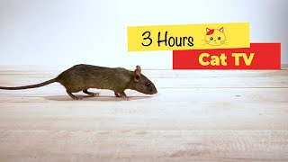 CAT TV  Mouse for cats to watch 3 HOURS [upl. by Gambrill]