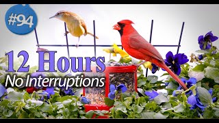 😻12 Hours of Birds 🐦Uninterrupted Cat TV for Your Feline Friend Ultimate Relaxation amp Entertainment [upl. by Annez]