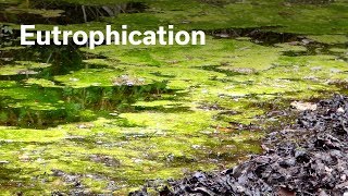 Eutrophication english [upl. by Alver]