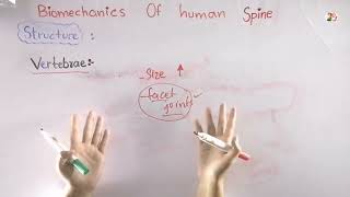 Structure of vertebrae  biomechanics of human spine  biomechanics [upl. by Ainocal]