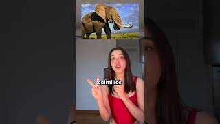 Animales prehistóricos VS actuales PARTE 2  Beth Cast [upl. by Aisul]