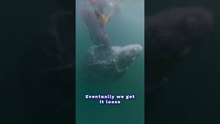 Leatherback Sea Turtle 🇹🇹 Rescue attempt by erictobago1614 ​ [upl. by Anayia]