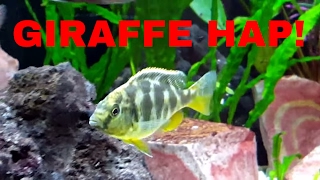 Giraffe Hap JuviHapNation Episode 6 the Nimbochromis venustus quotGiraffe Hapquot [upl. by Proulx]