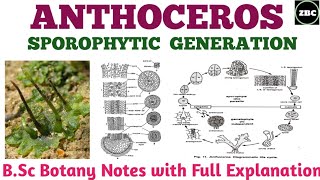 ANTHOCEROSSporophytic Generation  Structure of SporogoniumBsc Botany Notes with Explanation ZBC [upl. by Philipines]