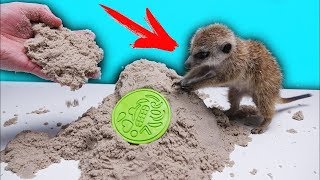 KINETISCHER SAND für Timon [upl. by Lacagnia63]