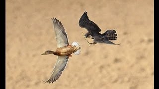 Watch Falcon Destroys Duck Mid Flight [upl. by Alleinad]