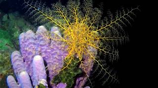 Beautiful giant basket star Saba Caribbean [upl. by Eelatsyrc230]