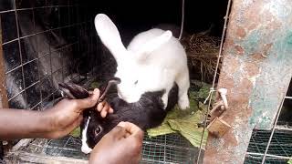 Mating rabbits Assisted is a successful breeding [upl. by Traweek]