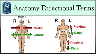 Anatomical Position and Directional Terms Anatomy MADE EASY [upl. by Keligot]