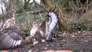 Buzzard v Buzzard Fight [upl. by Eniloj581]