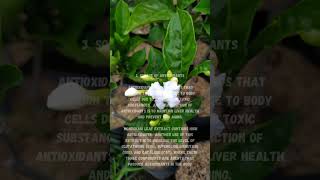 Benefits of Mondokaki plant or Tabernaemontana divaricata for health shorts [upl. by Sisile855]