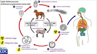 Echinococcus granulosus life cycle [upl. by Rugg]