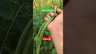 String beans highlights farmhighlights trendingshorts everyone [upl. by Sall885]