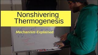 Nonshivering Thermogenesis Explained [upl. by Neruat251]