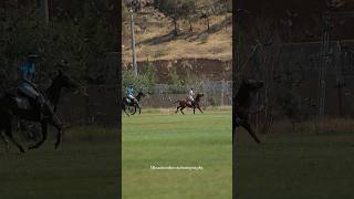 amazing polo video🥹🥹❤️❤️horse shorts polo equestrian horselife horselover [upl. by Auhsuj]