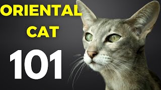 Oriental cat pros and cons  Oriental cat 101 [upl. by Assisi]