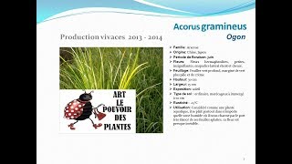 Acorus gramineus Ogon plante vivace [upl. by Greenman]