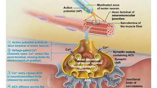 Anatomy and Physiology Chapter 9 Muscle Contraction [upl. by Gerek]