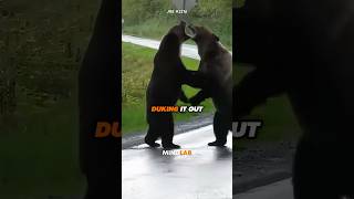 Joe Rogan Reacts To Crazy Bear Fight [upl. by Nnasus379]