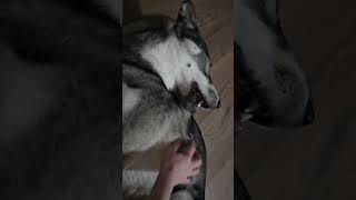 My cute German Shepherd Husky mix dog is enjoying belly rubs He ignores me once I stop [upl. by Descombes]