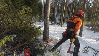 Echo cs4510 Pine Tree removal 2024 [upl. by Neu]