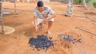 JOÃO MOSTRA COMO ASSAR CASTANHA DE CAJU [upl. by Iffar98]