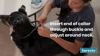 How to apply Bayer Elanco Collar to your dog [upl. by Aiuqes]