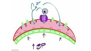 Myogenic Autoregulation [upl. by Arihk]