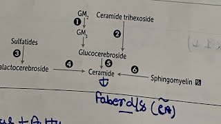 Lysosomal storage disease  hindi  neetpg inicet firstaidusmle rapidrevisionseries [upl. by Amandie660]