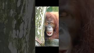 orangutan 🤣🤣 [upl. by Pius]