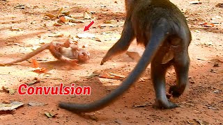 Cruel monkey Anna attack baby monkey Anissa convulsion [upl. by Kaczer]