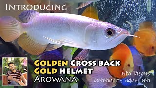 Introducing Malaysian Golden Crossback Gold Helmet Arowana into my Discus community aquarium [upl. by Lehcim14]