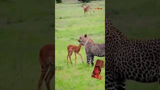 animals wildlife cheetah leopard wildanimals shortvideo النمر السنوريات music shortsviral [upl. by Ignazio]