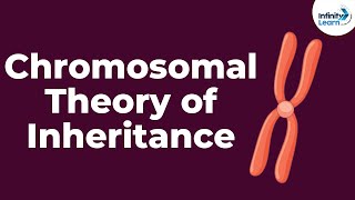 Genetics  Chromosomal Theory of Inheritance  Lesson 9  Dont Memorise [upl. by Nojad138]