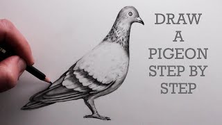 How to Draw a Pigeon StepbyStep Pencil Drawing Tutorial for Beginners [upl. by Edyth872]